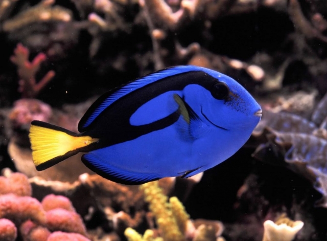 Cirujano azul